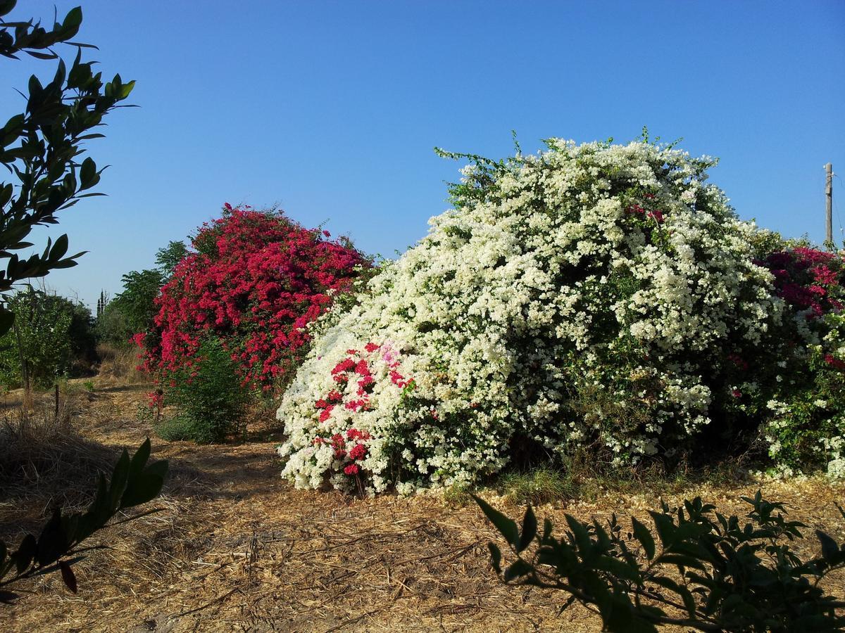 The Olive Tree Villa Zafririm Exterior foto