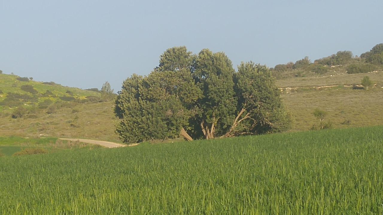 The Olive Tree Villa Zafririm Exterior foto